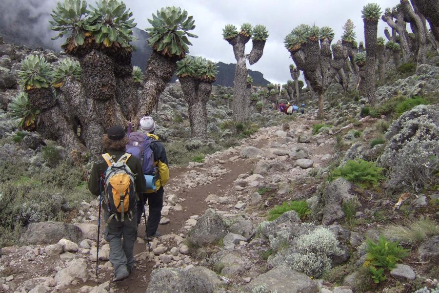 9 days Lemosho route with overnight at crater