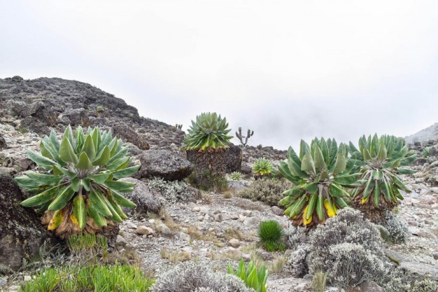 Rongai route at mount Kilimanjaro