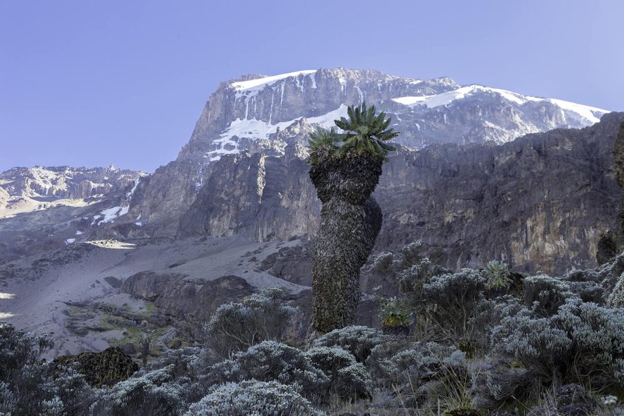 9 Days Kilimanjaro Trek – Rongai Route via Northern Circuit