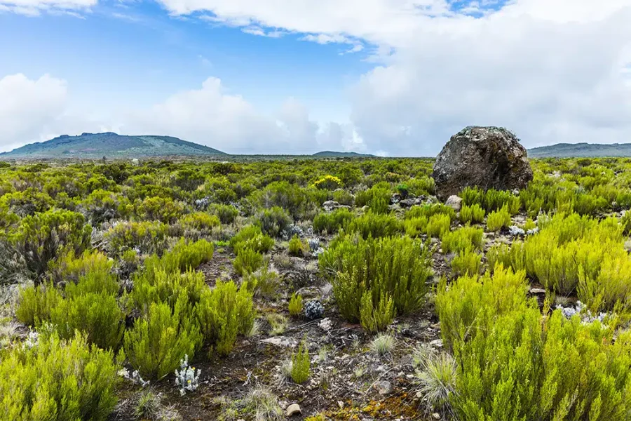 8 Days Kilimanjaro Trek Lemosho Route